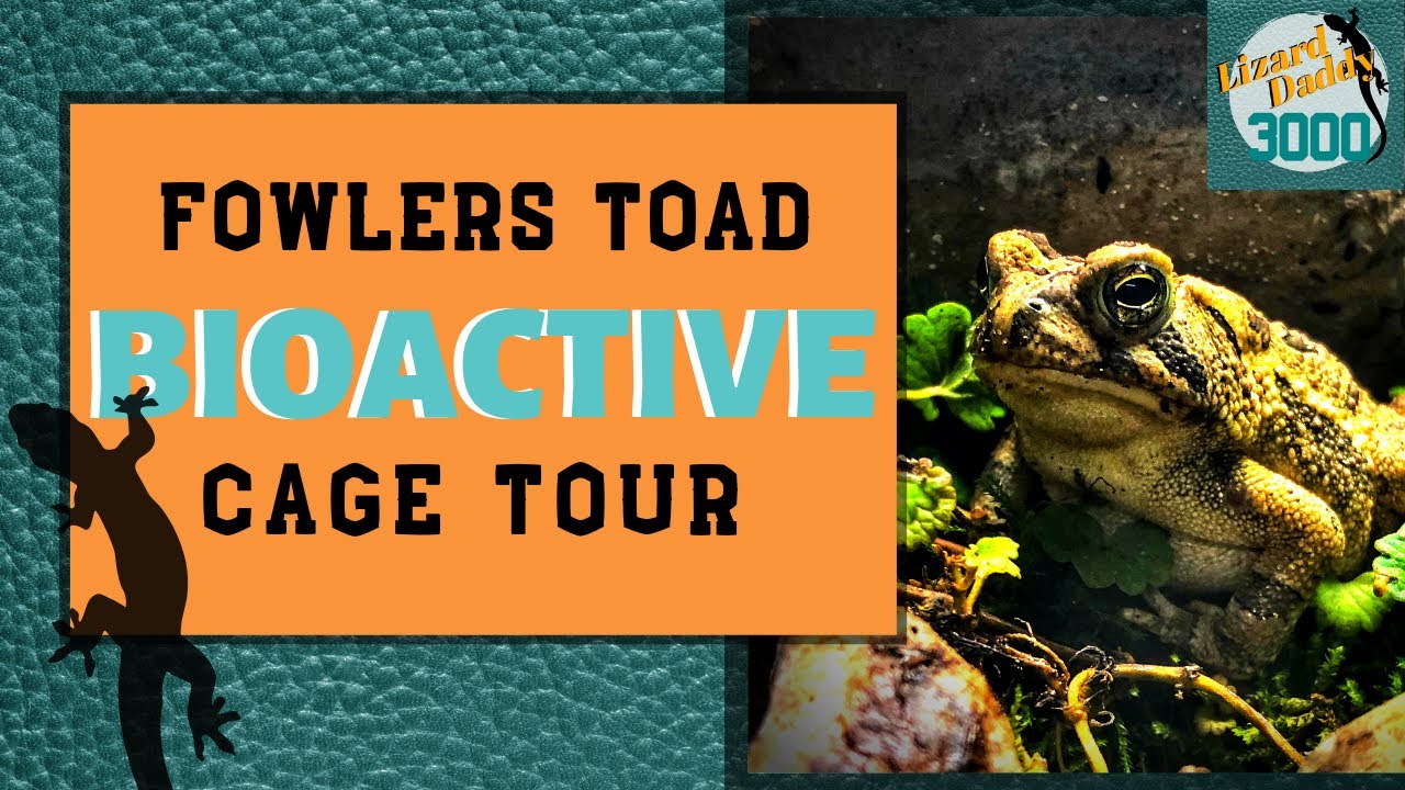 Fowlers TOAD Cage Tour | BIOACTIVE Cage Tour!