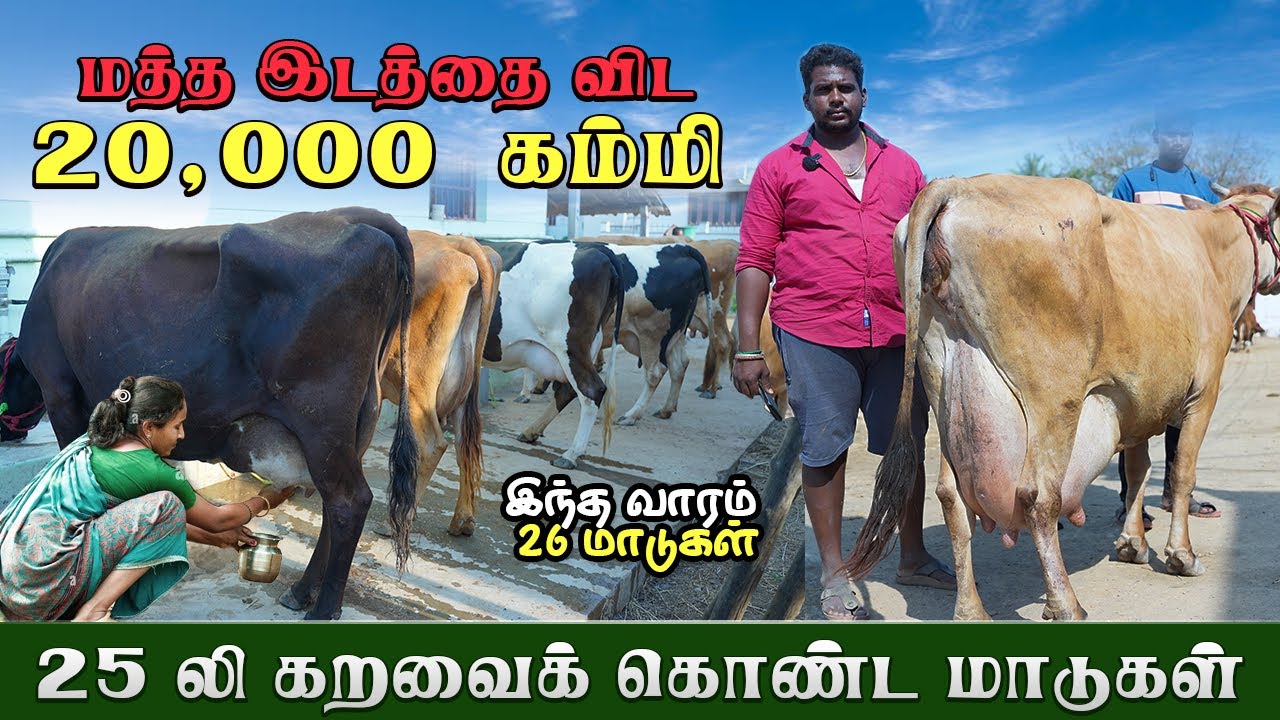 நம்ப பன்னைக்கு வந்தாலே மாடு வாங்காம போக மாட்டாங்க #farmingbusiness #sanjaydairyfarm