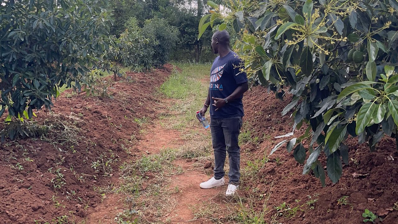 HOW TO PREPARE AND MAINTAIN HASS AVOCADO IN WESTERN KENYA. 