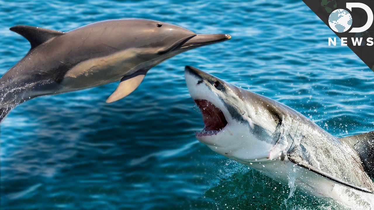 The Selfish Reason Animals Risk Their Lives For Others