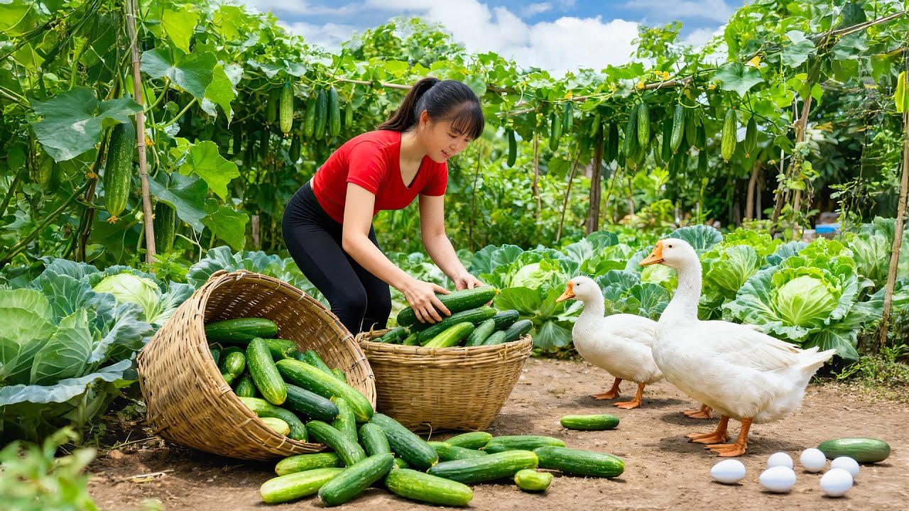 TIMELAPSE -- Harvest 200Kg Giant Delicious Cucumbers & New Hybrid Cucumbers Variety Discovered