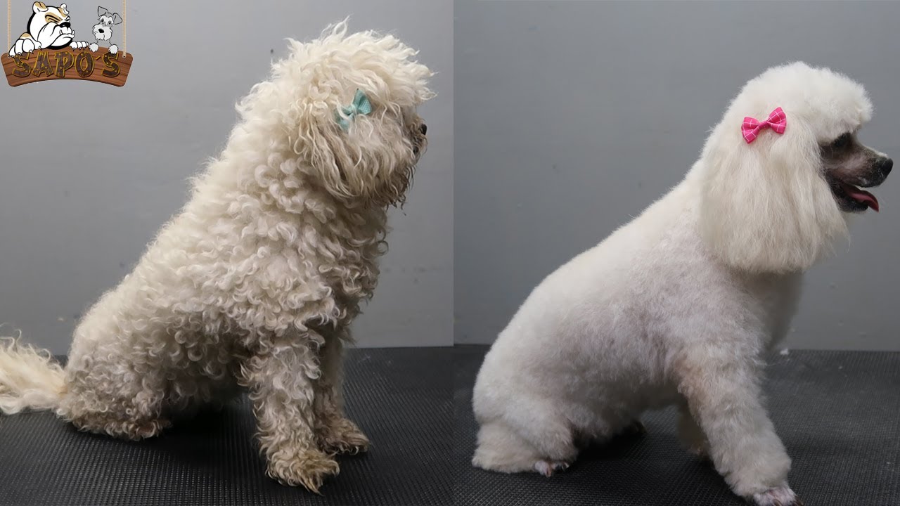 Poodle / Caniche peluquería canina #Petgrooming