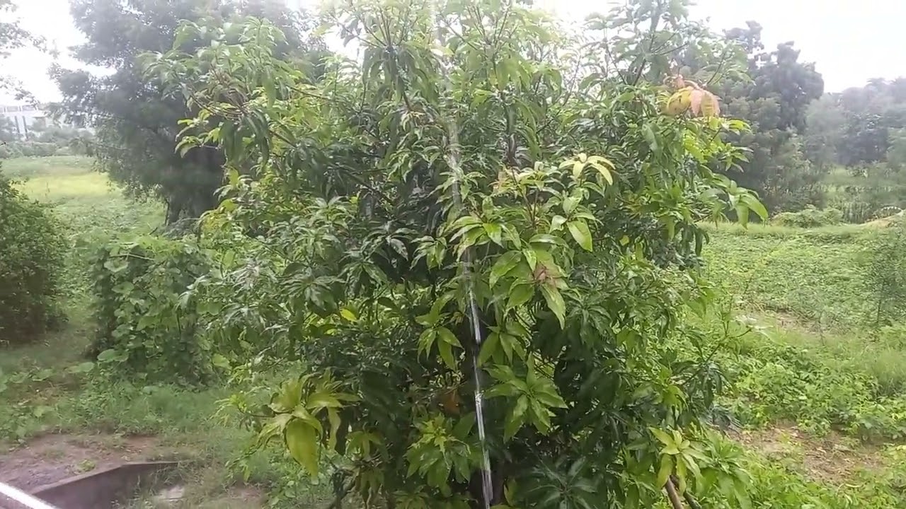 Natural # beautiful village# aankhon ko sukun#foryou #youtube video 😊😊🙏🙏