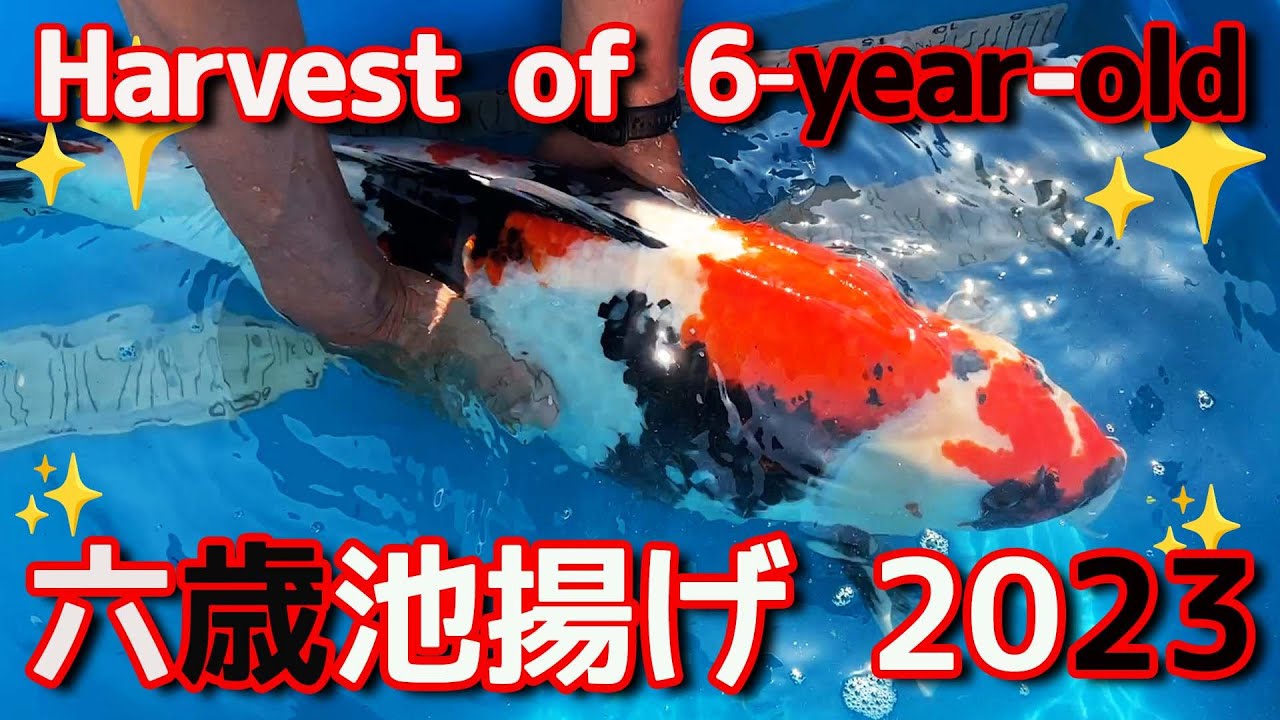 【錦鯉】6歳池上げ 2023 Harvest of 6-year-old 2023【koi】