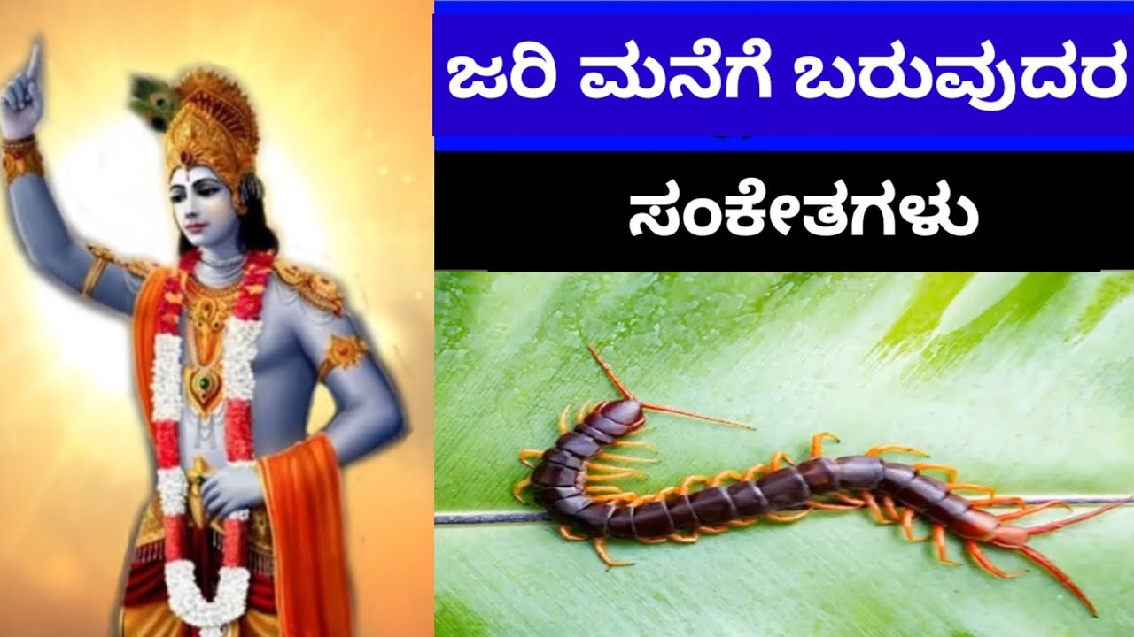 ಜರಿ ಮನೆಗೆ ಬರುವುದರ ಸಂಕೇತ ! ಶ್ರೀಕೃಷ್ಣ ಏನು ಹೇಳುತ್ತಾರೆ ! jari sanketagalu kannada