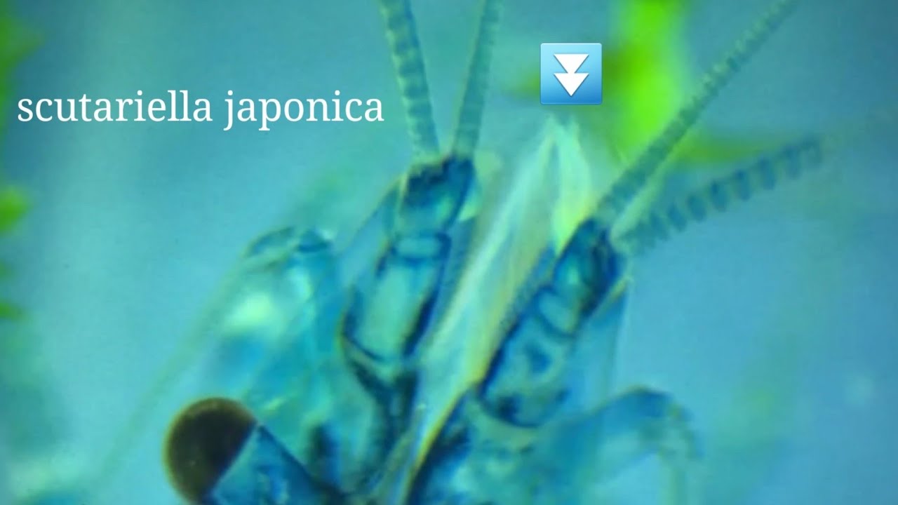 Scutariella Japonica — белые пятна на лице креветки