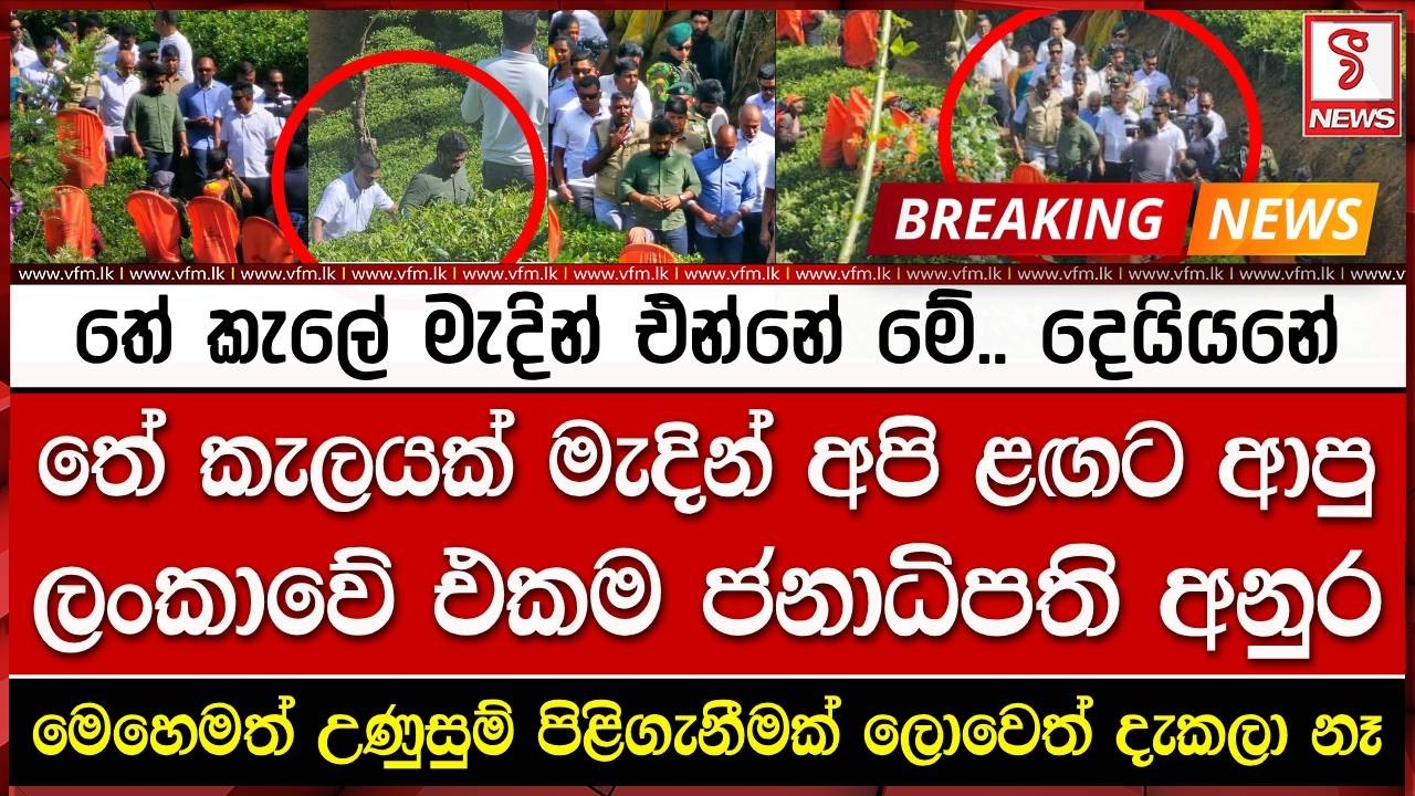 තේ කැලේ මැදින් එන්නේ මේ.. දෙයියනේ