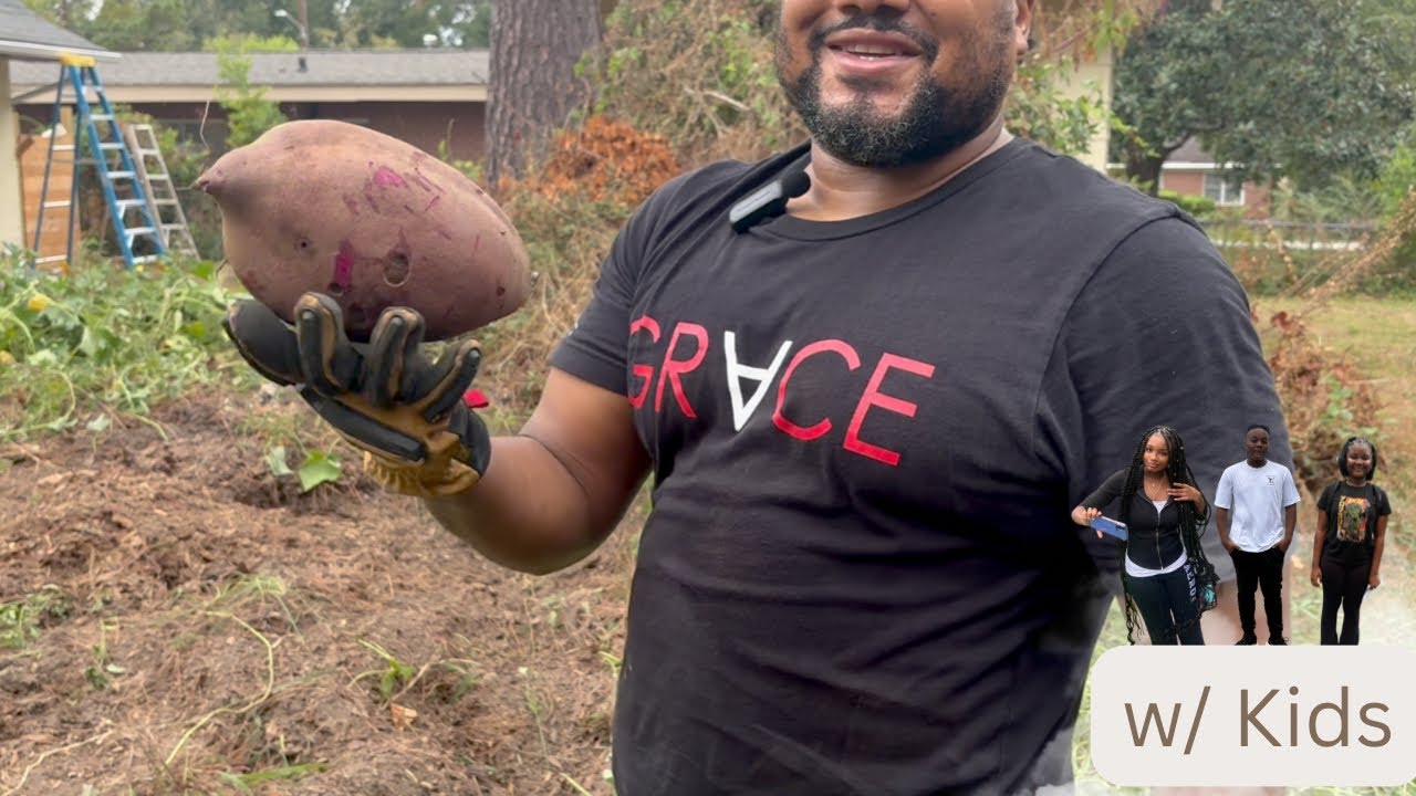 Sweet Potato Harvesting