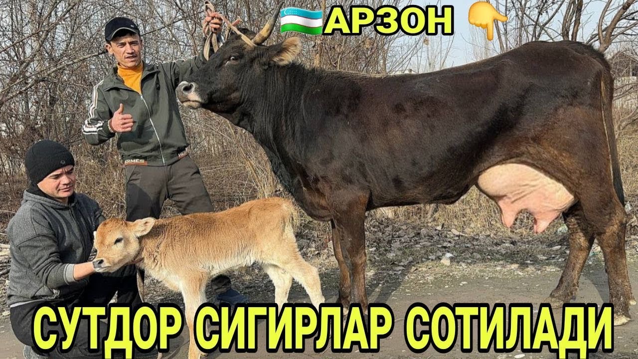 СИФАТГА ЧЕМПИОН ШВЕД ОЛА СУТДОР СИГИРЛАР СОТИЛАДИ SOTILADIGON SHIVED OLA SIGIRLAR 8 февраля 2026 г