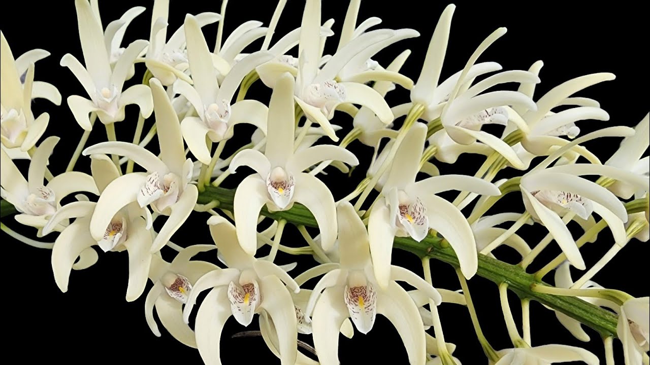 Dendrobium speciosum with 30 flower spikes!