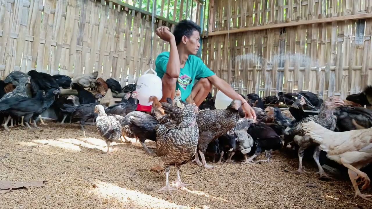 Santai sore di dalam kandang ayam kampung pedaging 