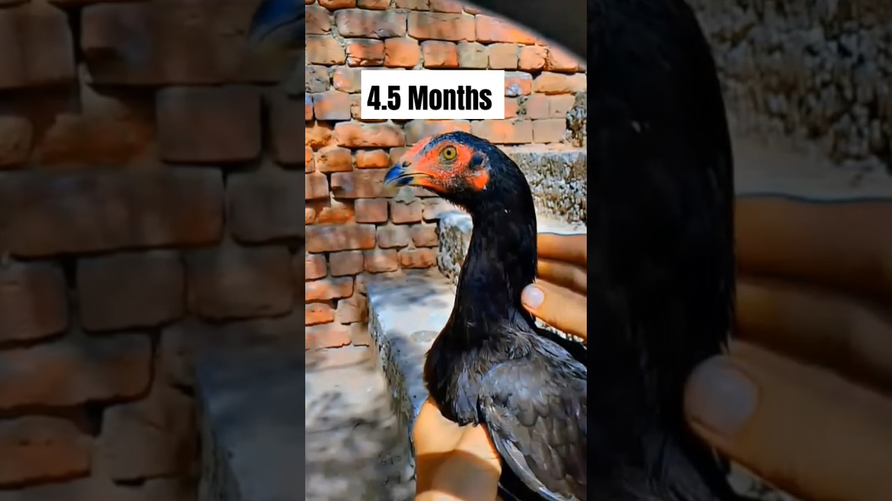 1 day to 4.5 month journey of Aseel chick#aseelmurga #birds #chicken #rooster #murga #poultry #pets