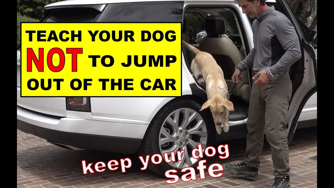 Teach Your Dog Not to Jump Out of the CAR - Car Safety - Dog Training Video
