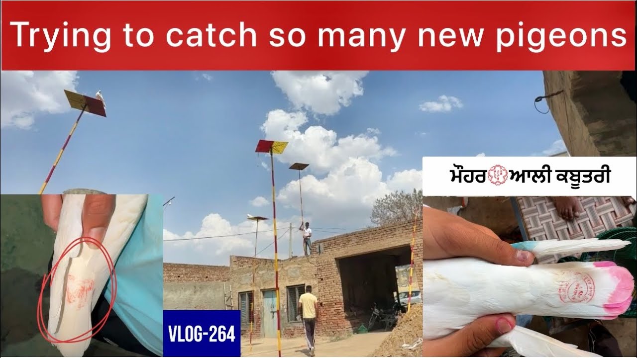 ਲਓ ਜੀ, ਅੱਜ ਤਾਂ ਕਬੂਤਰ ਹੀ ਕਬੂਤਰ ਹੋ ਗਏ ਆਪਣੇ ਪਿੰਡ😅|| 15-20 ਨਵੇਂ ਕਬੂਤਰ ਆਏ|| ਦੇਖੋ ਕੀ ਬਣਿਆ
