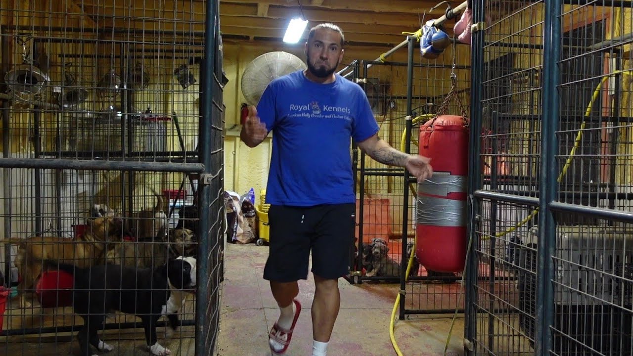 American Bully Kennel
