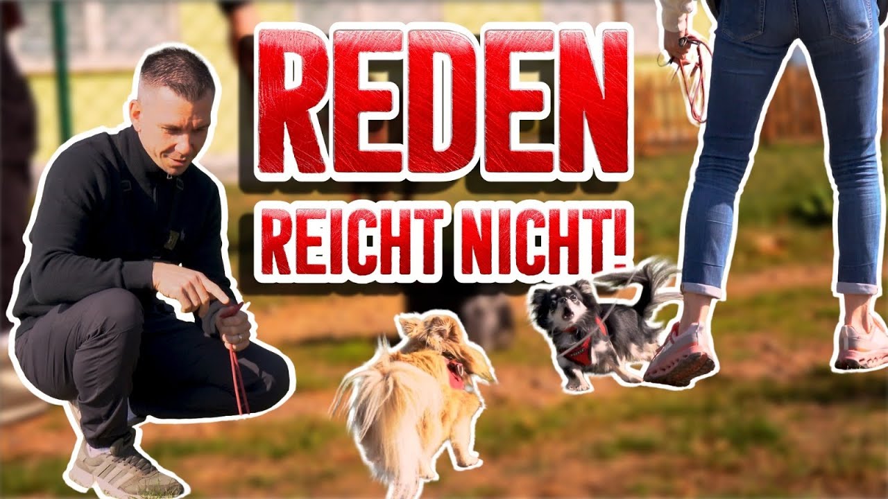 KLEINE HUNDE, GROSSE SCHNAUZE