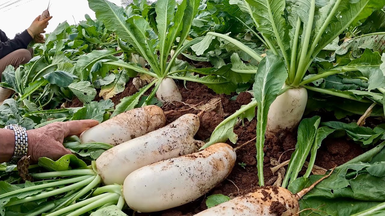 CỦ CẢI rớt giá, bỏ đầy vườn giữa mùa cao điểm làm củ kiệu.