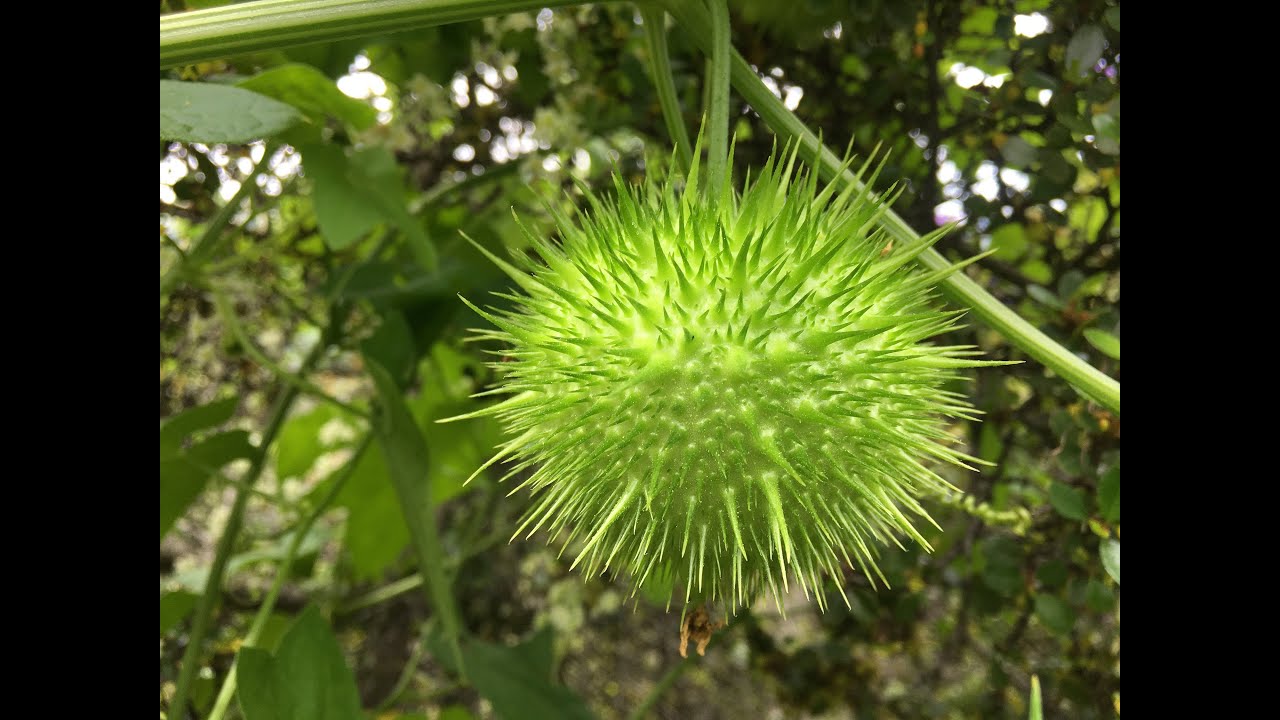 Marah (wild cucumber)