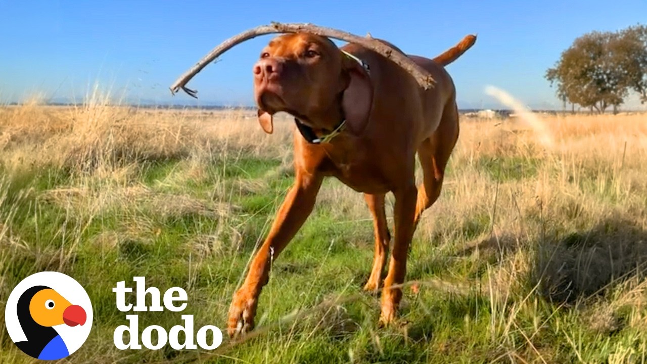 Эта собака может удержать на голове практически всё! | The Dodo