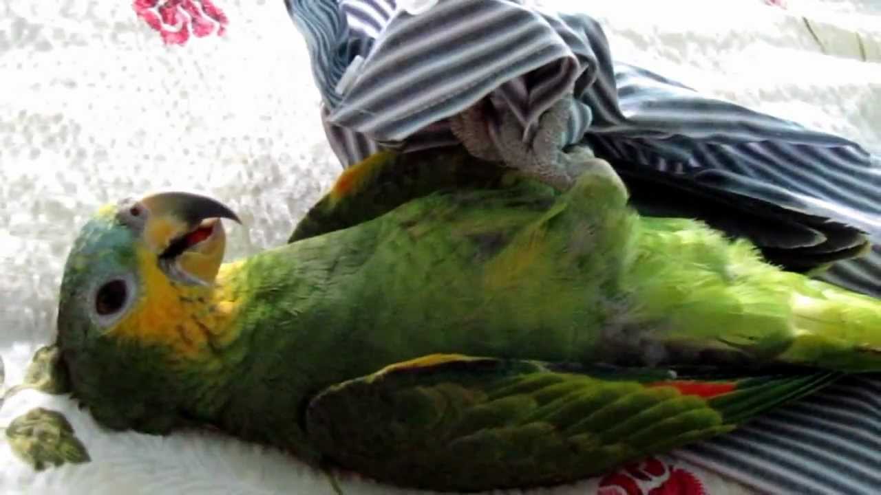 Orange -Winged Amazon Parrot - playing