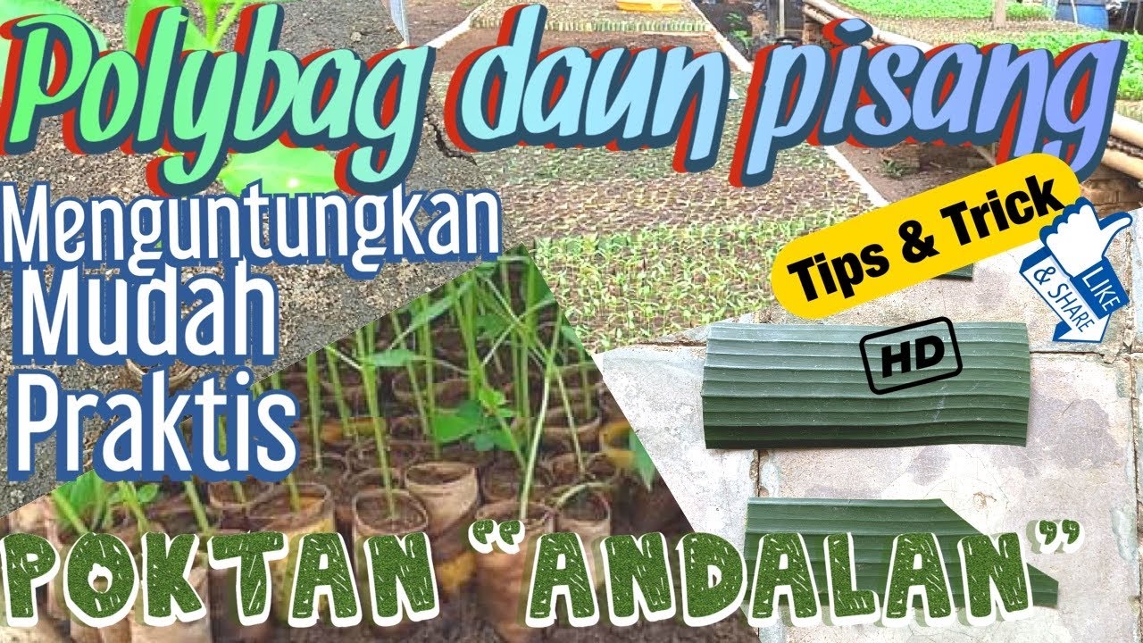 Cara Pembuatan Polybag Pembibitan dari daun Pisang