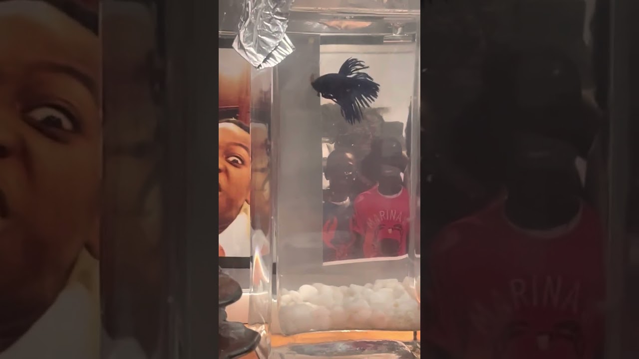 Feeding my Blue-crown Beta fish
