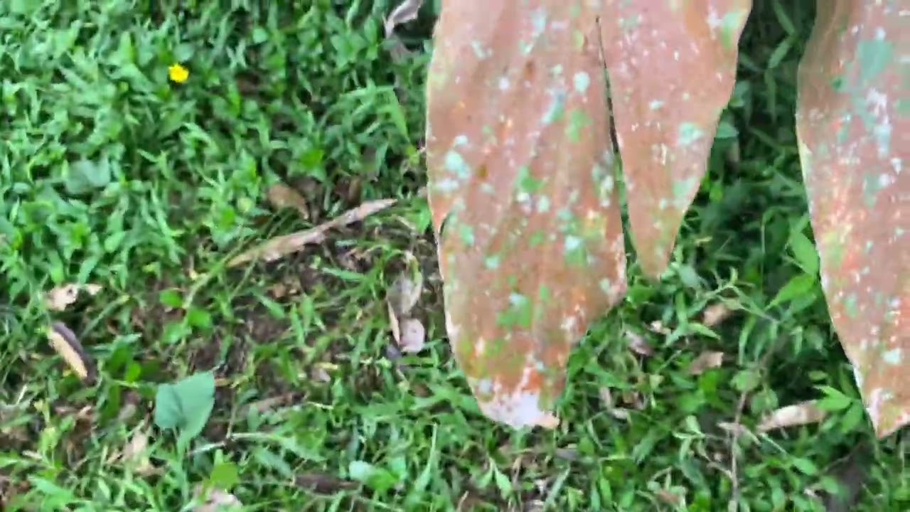 The proscess of taking grass by a lawn mower