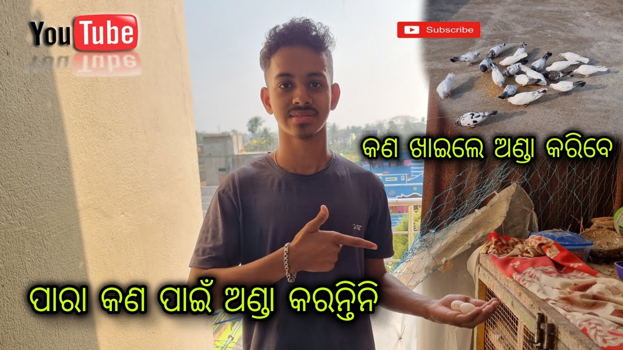 ପାରା ଅଣ୍ଡା କେମିତି କରିବେ 🥰 #373 
