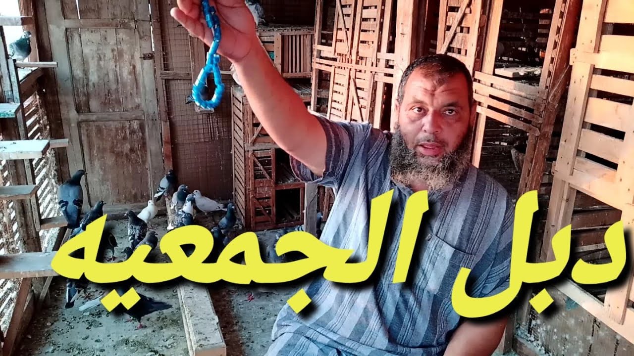 دبل الجمعيه وروح المحبه بين الهواه في سلسله عشاق الحمام الزاجل #ابوهوجان