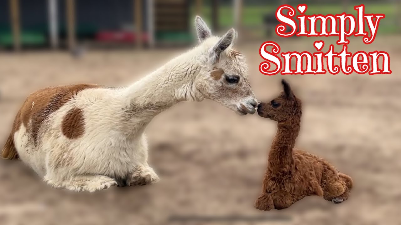 Our First Baby Alpaca