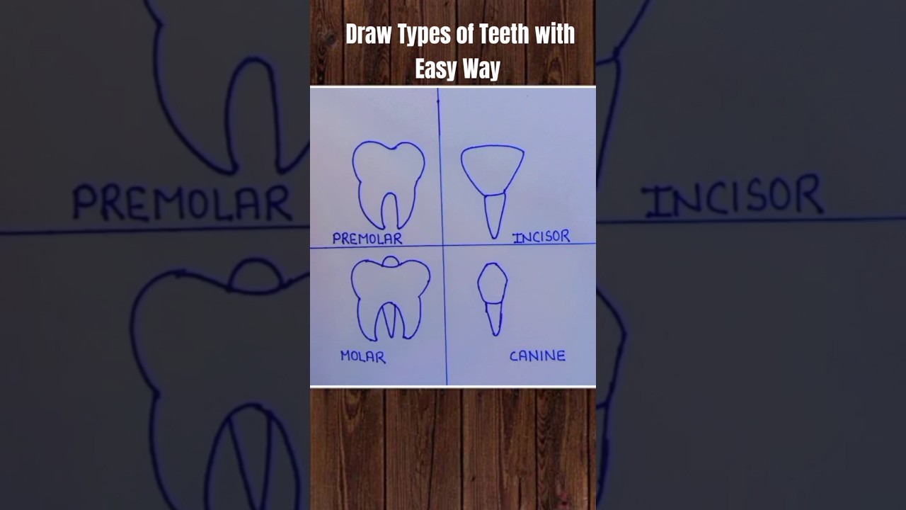 Draw Types of Teeth with Easy way 👍 #diagram #biology #bio #exam #exampreparation #drawing #art