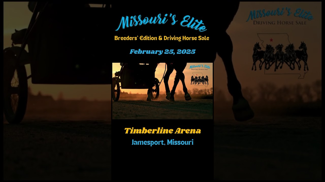 Upcoming Driving Horse Sale: Audio stream + phone bidding available ☎️ 