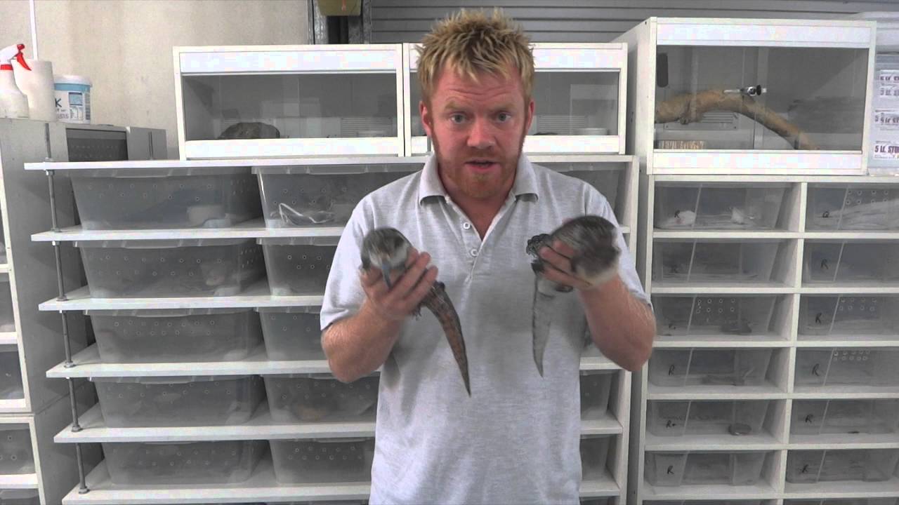 Genetics Masterclass #4 - Double genetics (feat. the Lava) explained with Joe Ball & Dr Steve