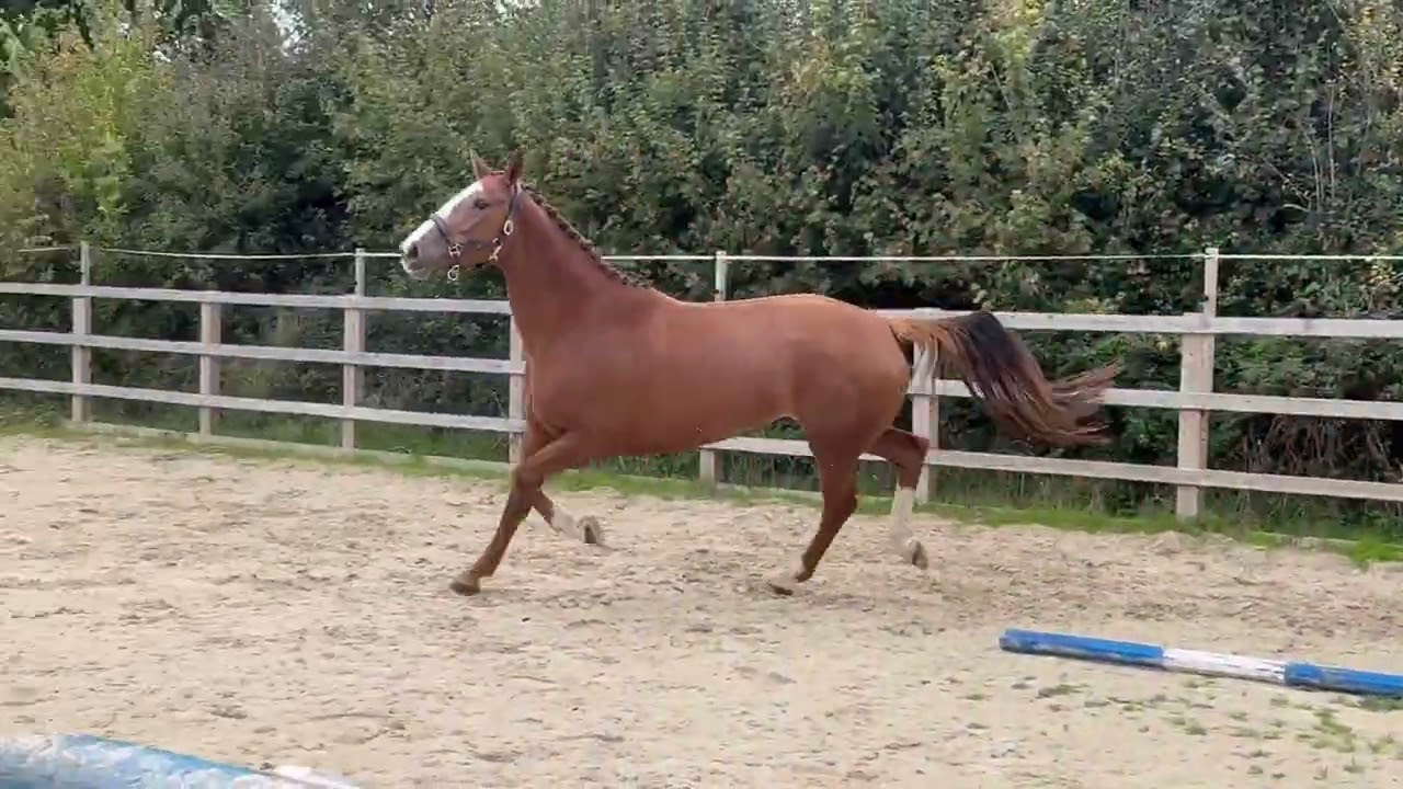 2021 KWPN mare by Hitmaker (Wynton) x Ahoy