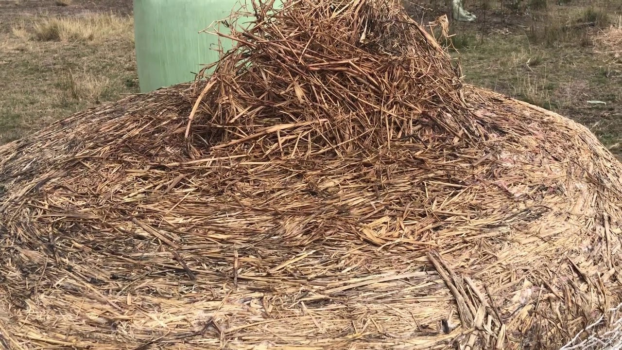 Dangers of Mouldy Hay