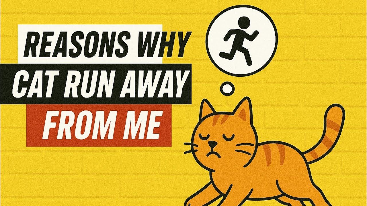 9 Reasons Why Cat Run Away From Me