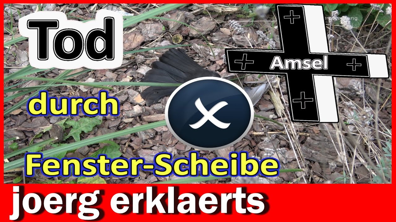 Vogelschlag an Fensterscheiben effektiv verhindern Tutorial No. 386