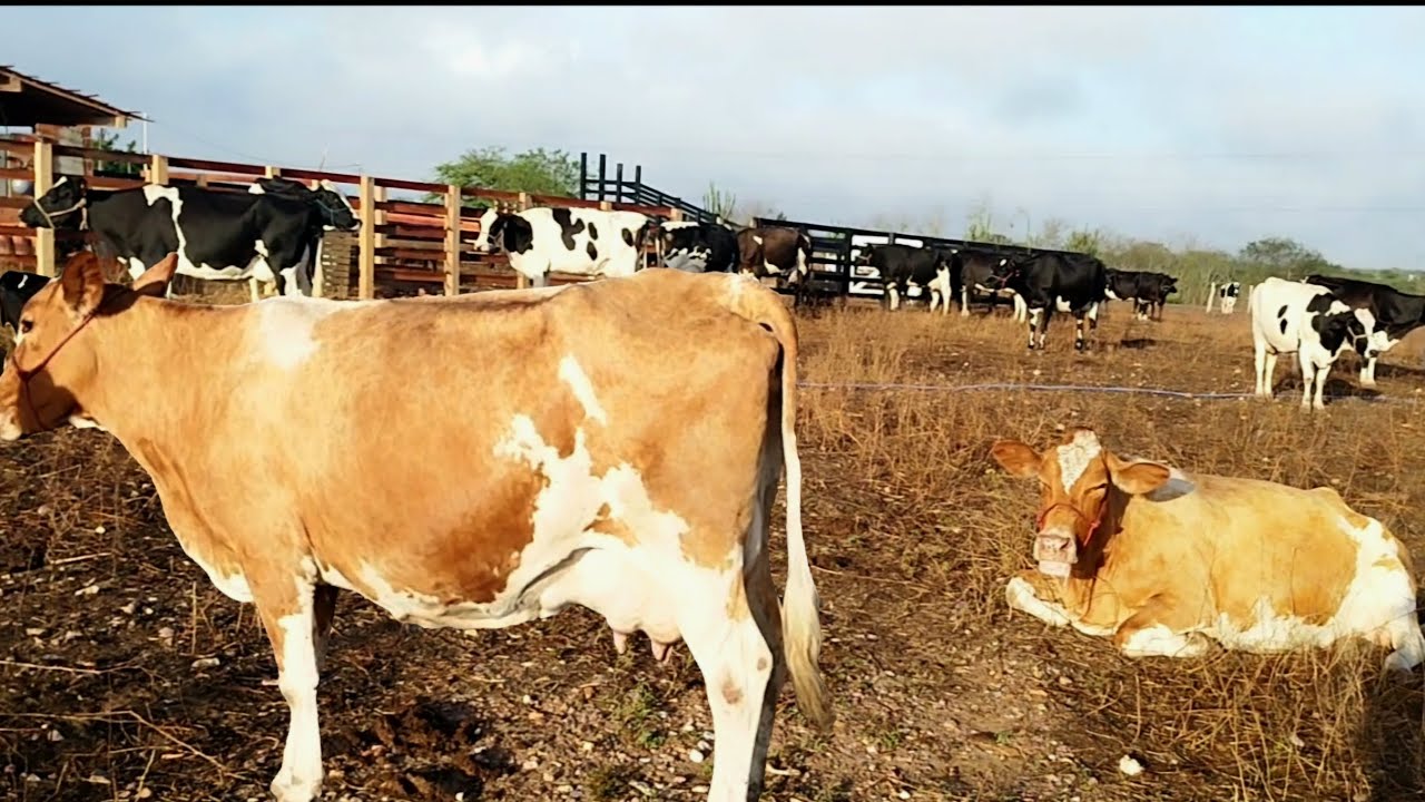 LOTE 2 DE VACAS LEITEIRAS DO SÍTIO RIO DE FERRO Á VENDA