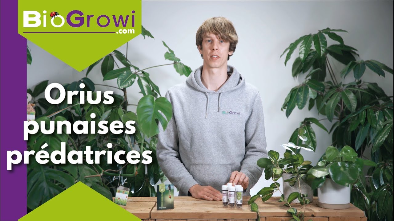Orius | Combattre les thrips avec les punaises pr&eacute;datrices!