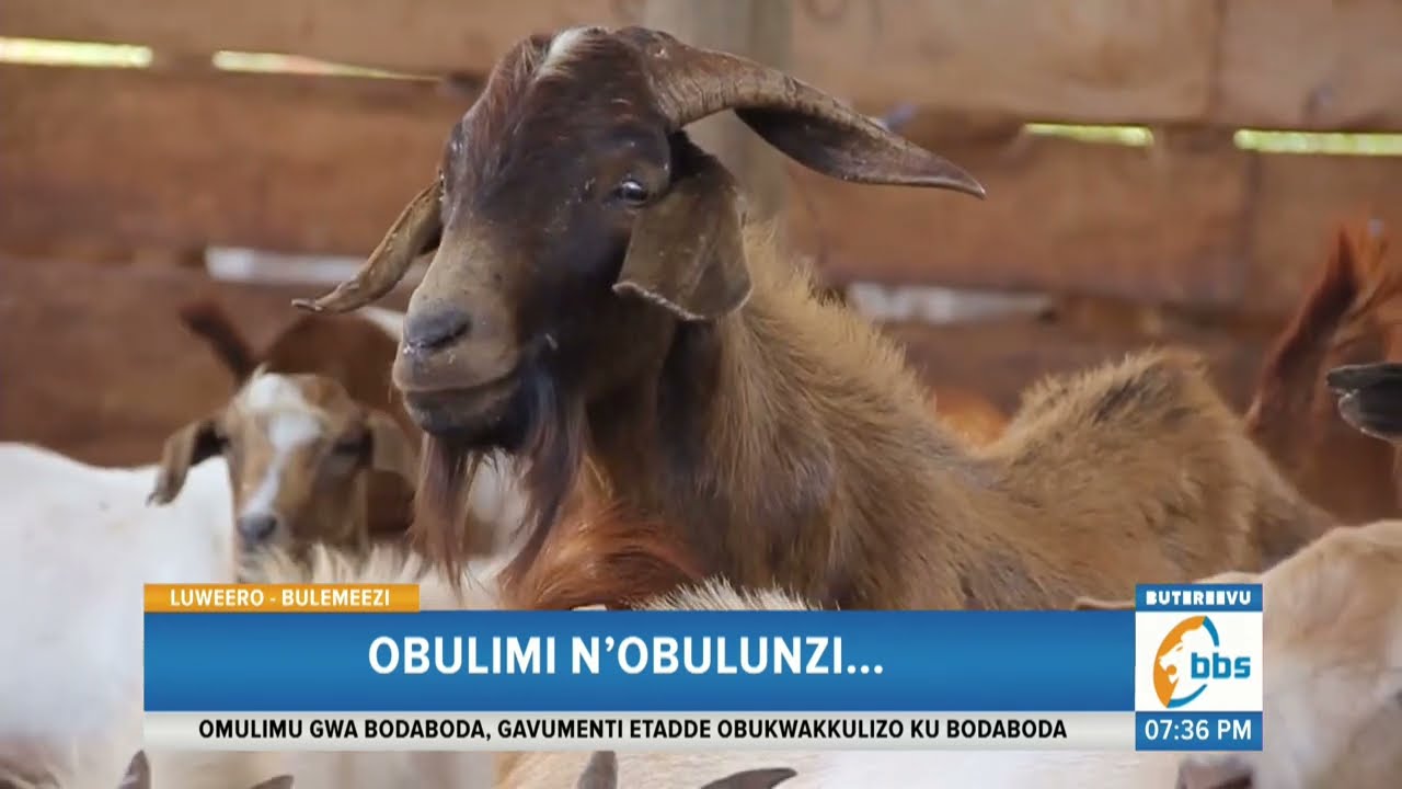 Obulimi N’obulunzi…Obadde Okimanyi nti Okulunda Embuzi Kufuna Kiralu