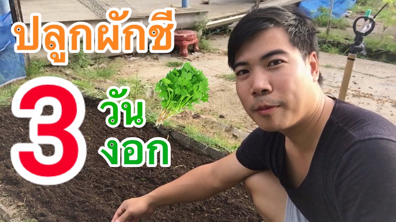 ปลูกผักชี 3 วัน งอกราก! (ตอน บ่มเมล็ด) | AORGANIC