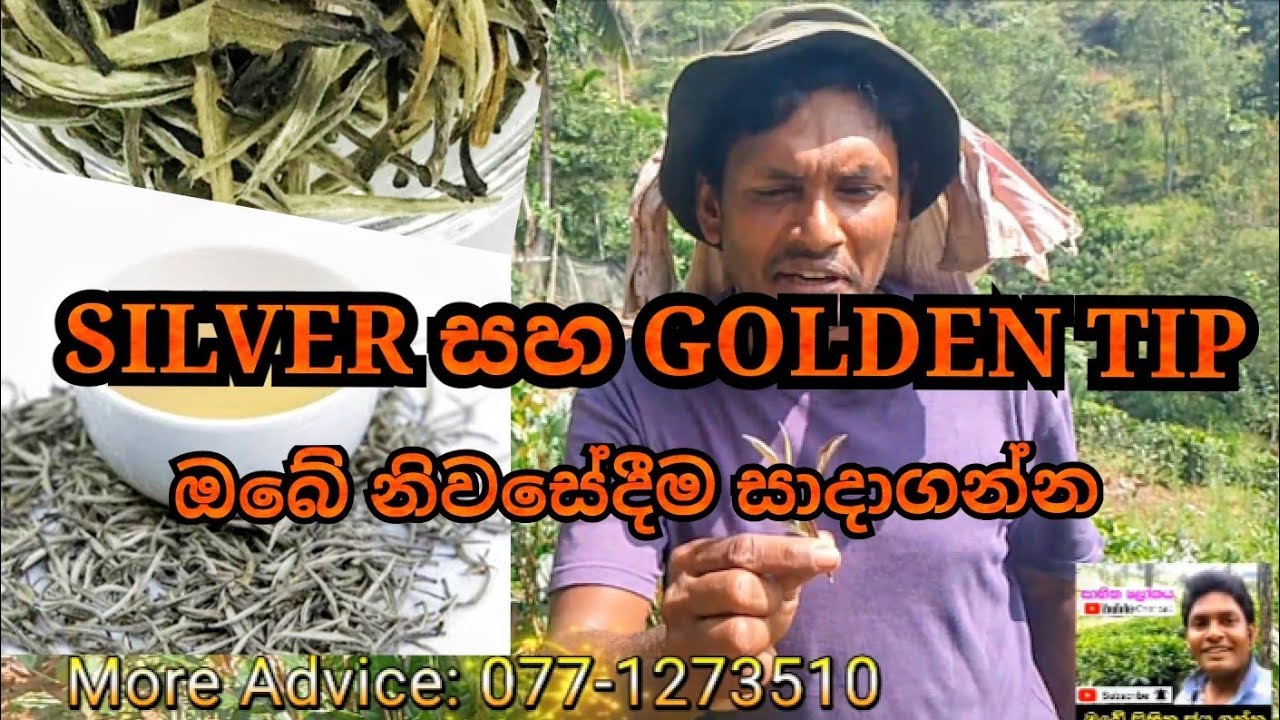Silver tip Golden tip ගෙදරම හදමු 