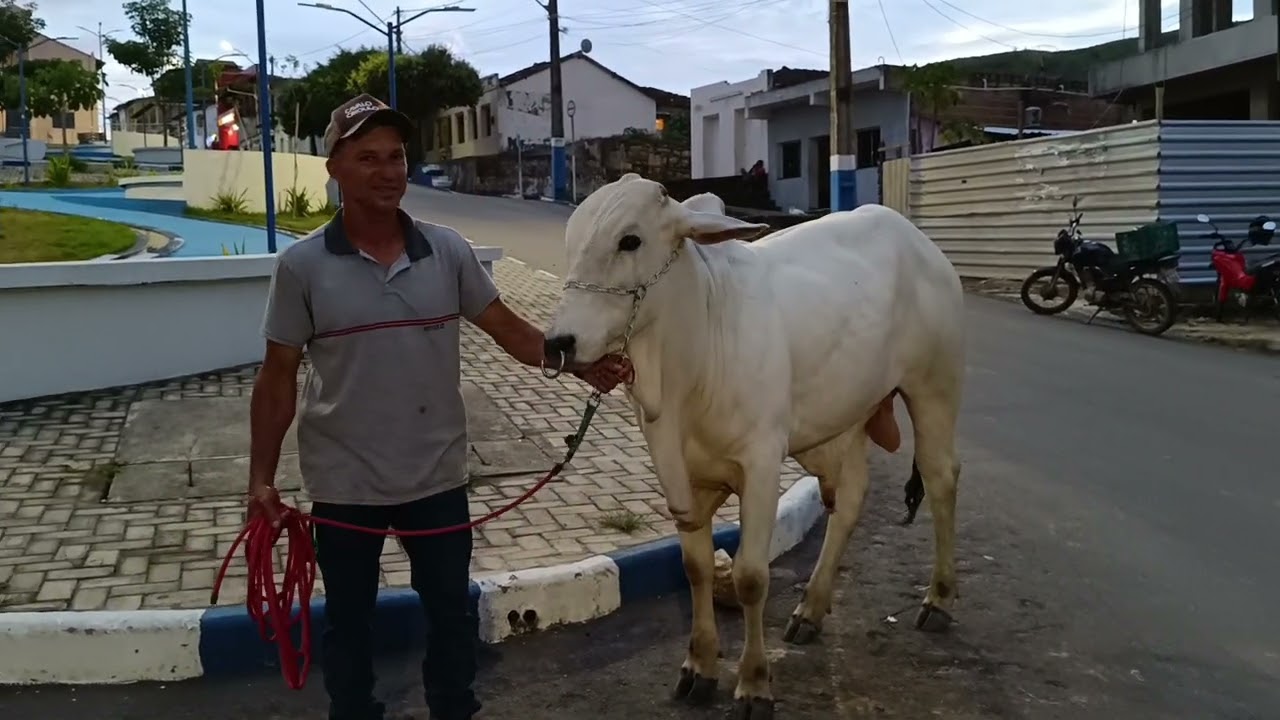 Bezerro criado como animal de estimação chama atenção no centro de Jucuruçu