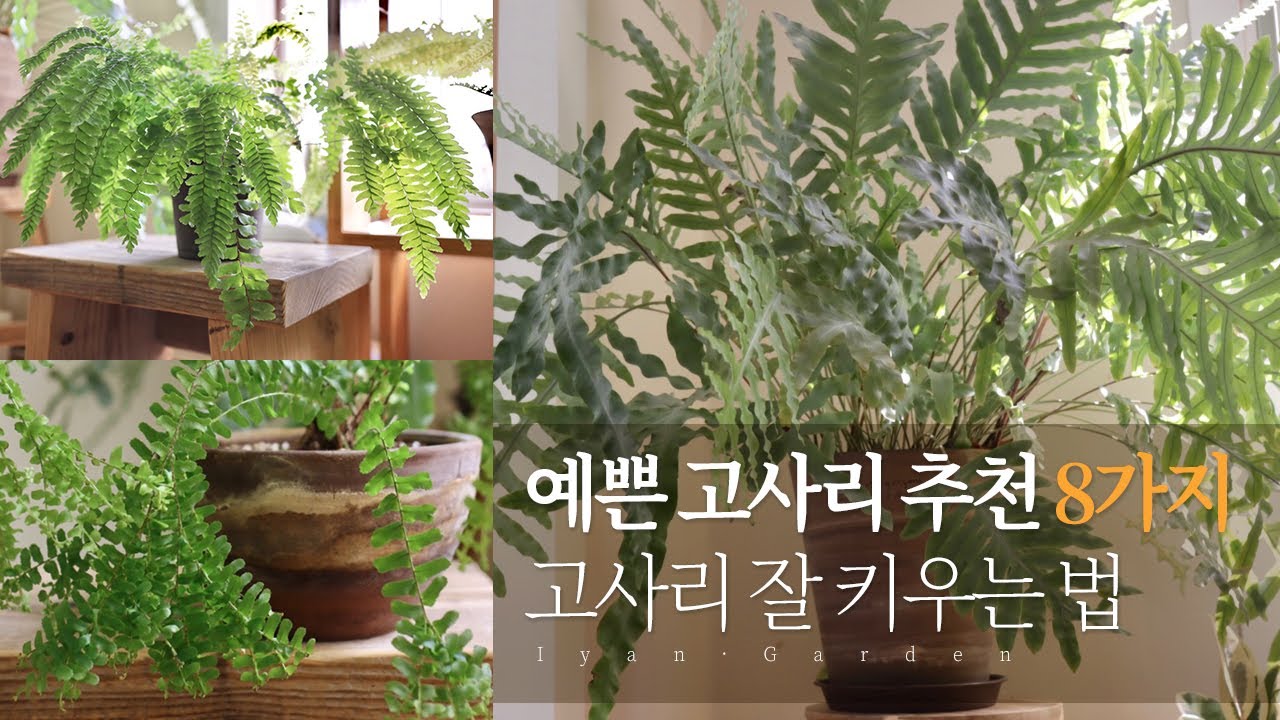 고사리 러버의 예쁜 고사리 추천 8가지 | 블루스타펀 아디안텀 등 고사리 잘 키우는 법