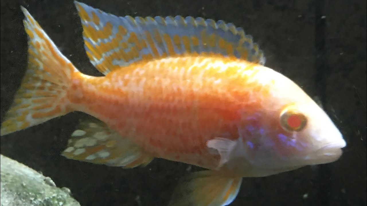 Easy Way To Mix Peacock Cichlids!