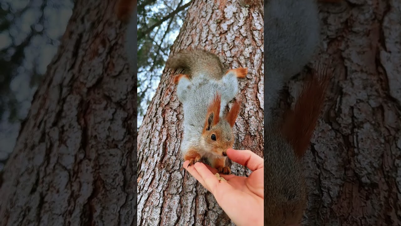 Белочки лучшие друзья❤️😍🐿️ #сибирскиебелки #белки #спасибо #любовь❤ #белкинавсегда🐿️
