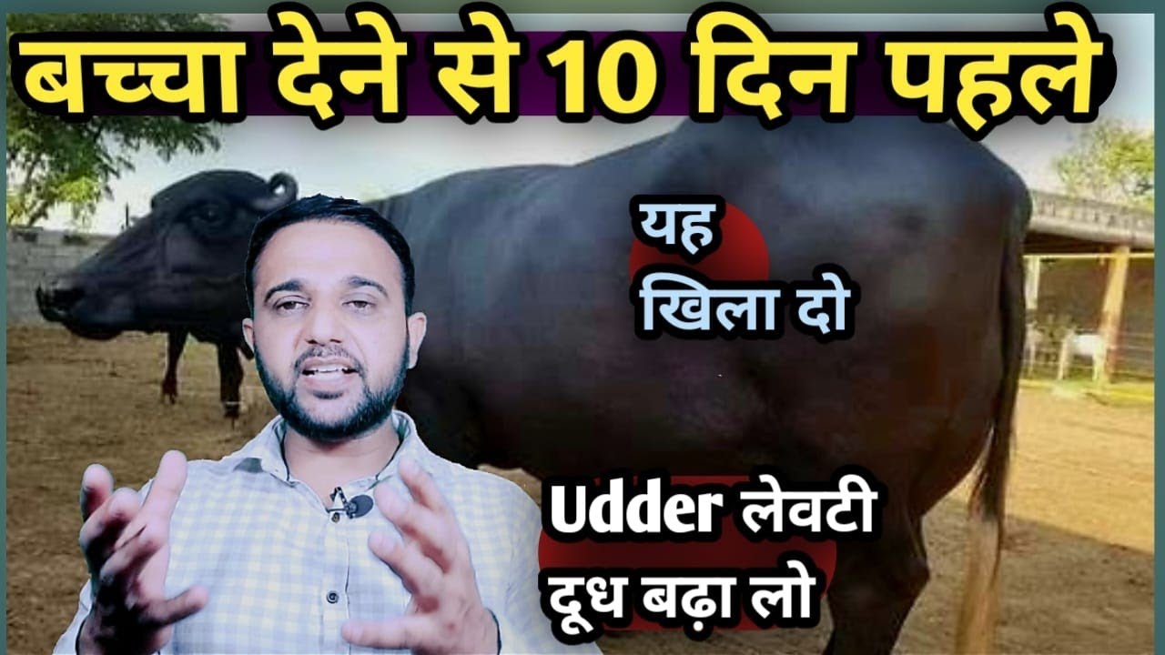 बच्चा देने से 10 दिन पहले गाय भैंस को ये खिला दो||दूध(Milk )गादी(Udder)लेवटी बढ़ा लो Before Calving