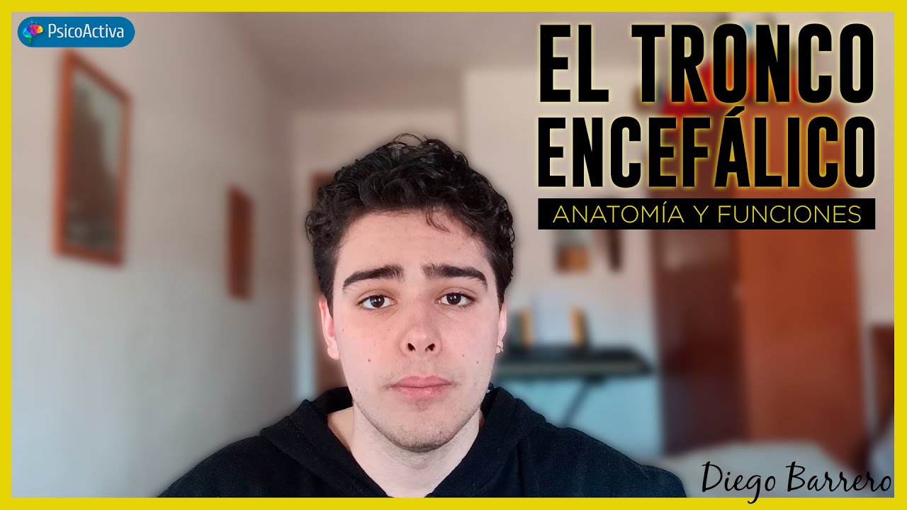 Anatomía y funciones del Tronco Encefálico, la estructura que gestiona los latidos de tu corazón.
