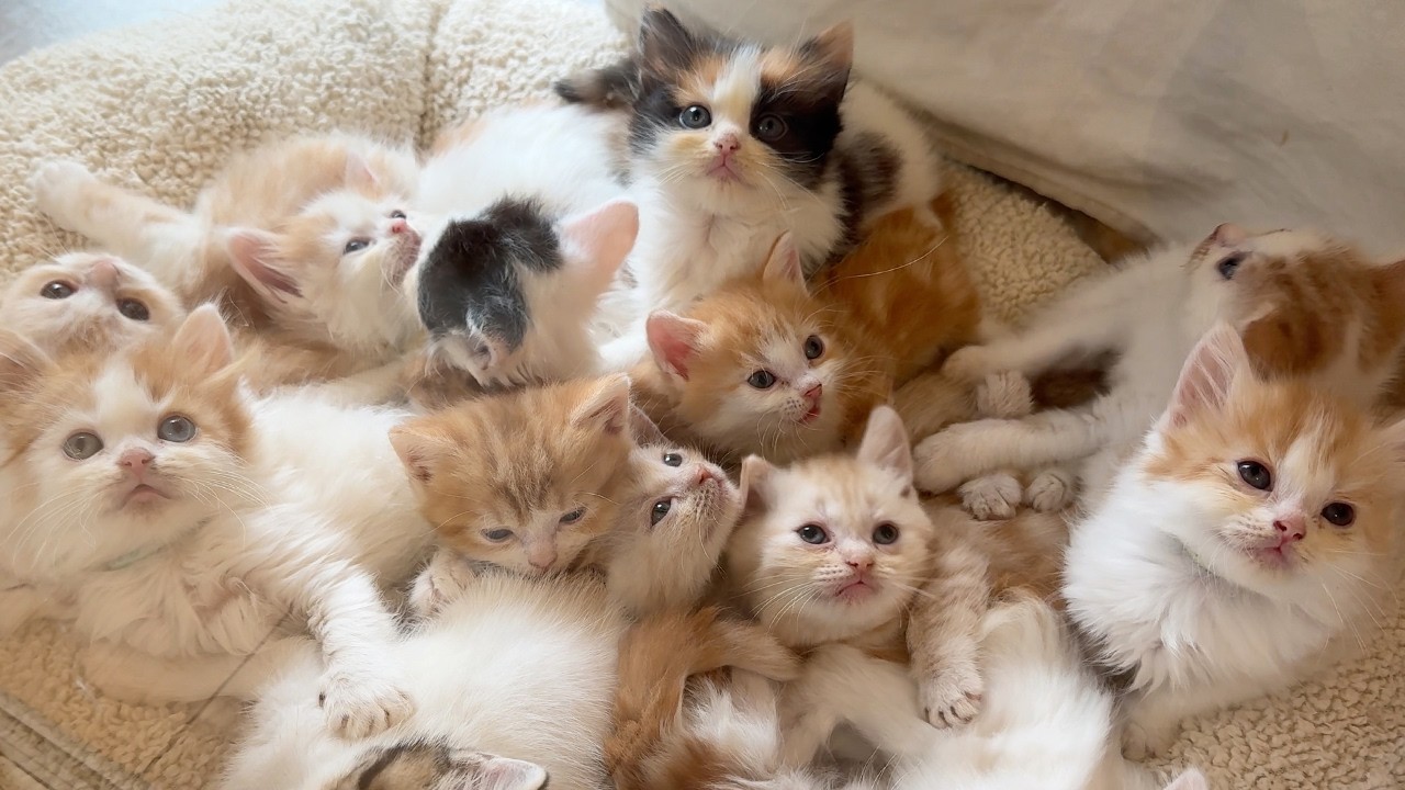 Милые Котята Повсюду! Котокафе со 100 Кошками Манчкин в Японии!🐈