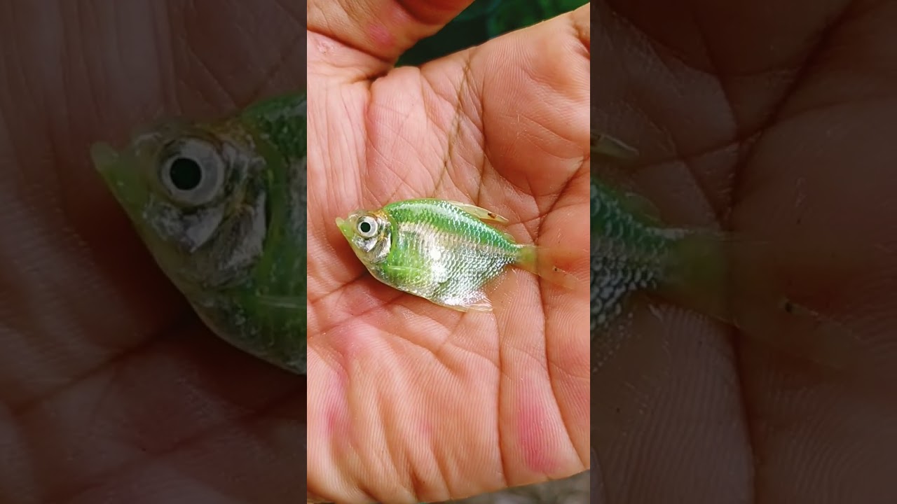 😥MY GREEN FISH GONE #viral #trending #fish
